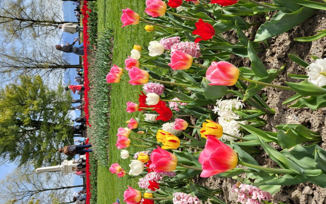 Les tulipes de Morges